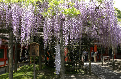 Sunazuri-no-Fuji” Drooping wisteria | 春日大社