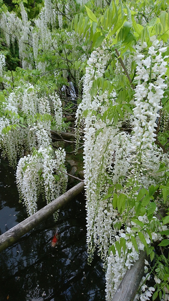 春日大社 春日大社