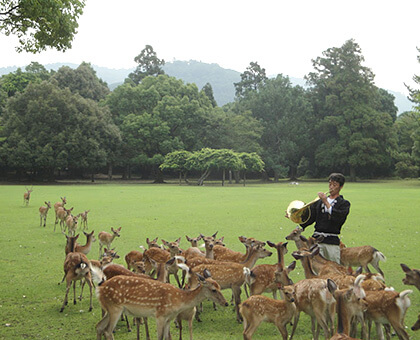 鹿  令和7年度秋・冬 ⑤神鹿の「鹿寄せ」体験と大宮・若宮御本殿参拝