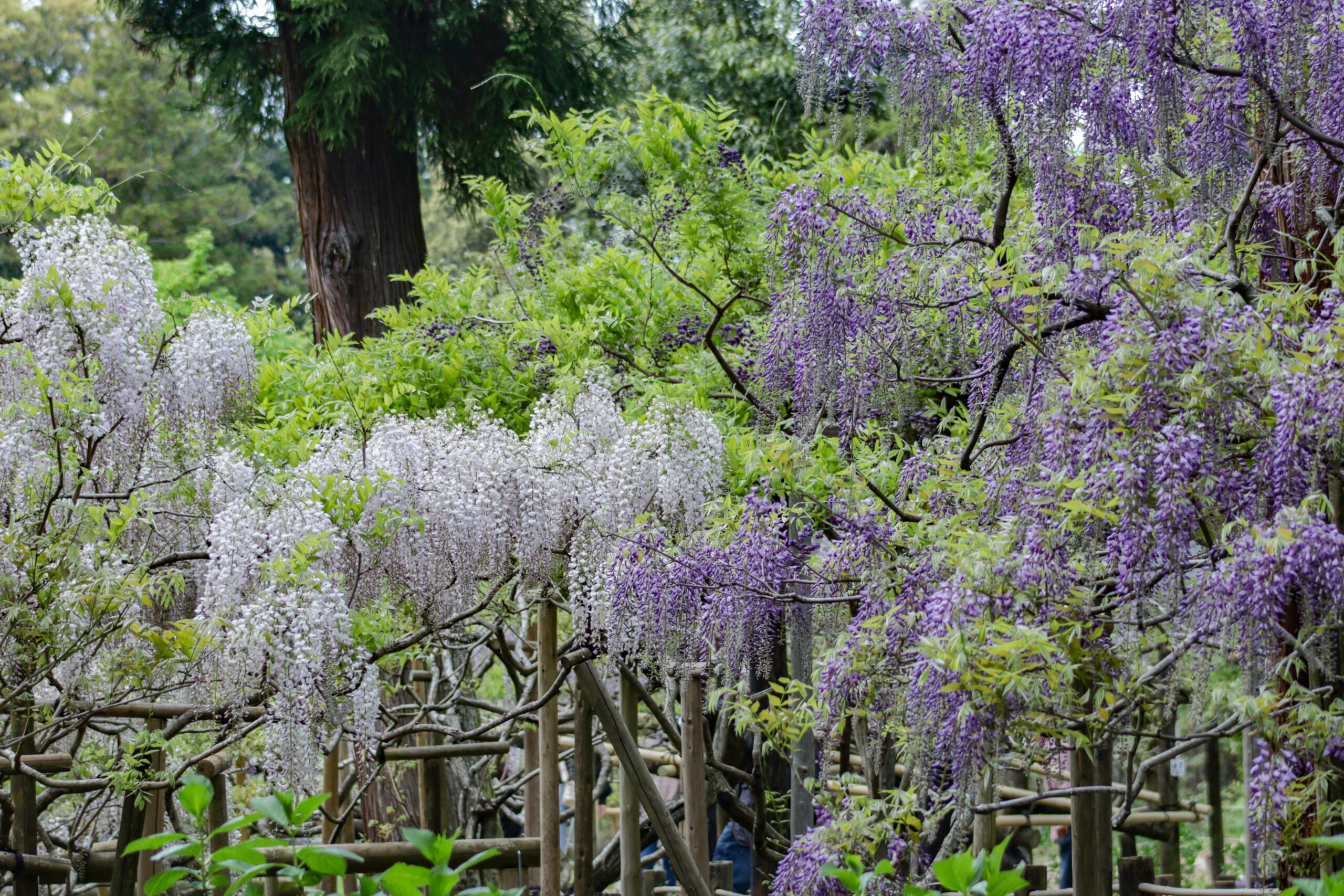 植物園　藤の園