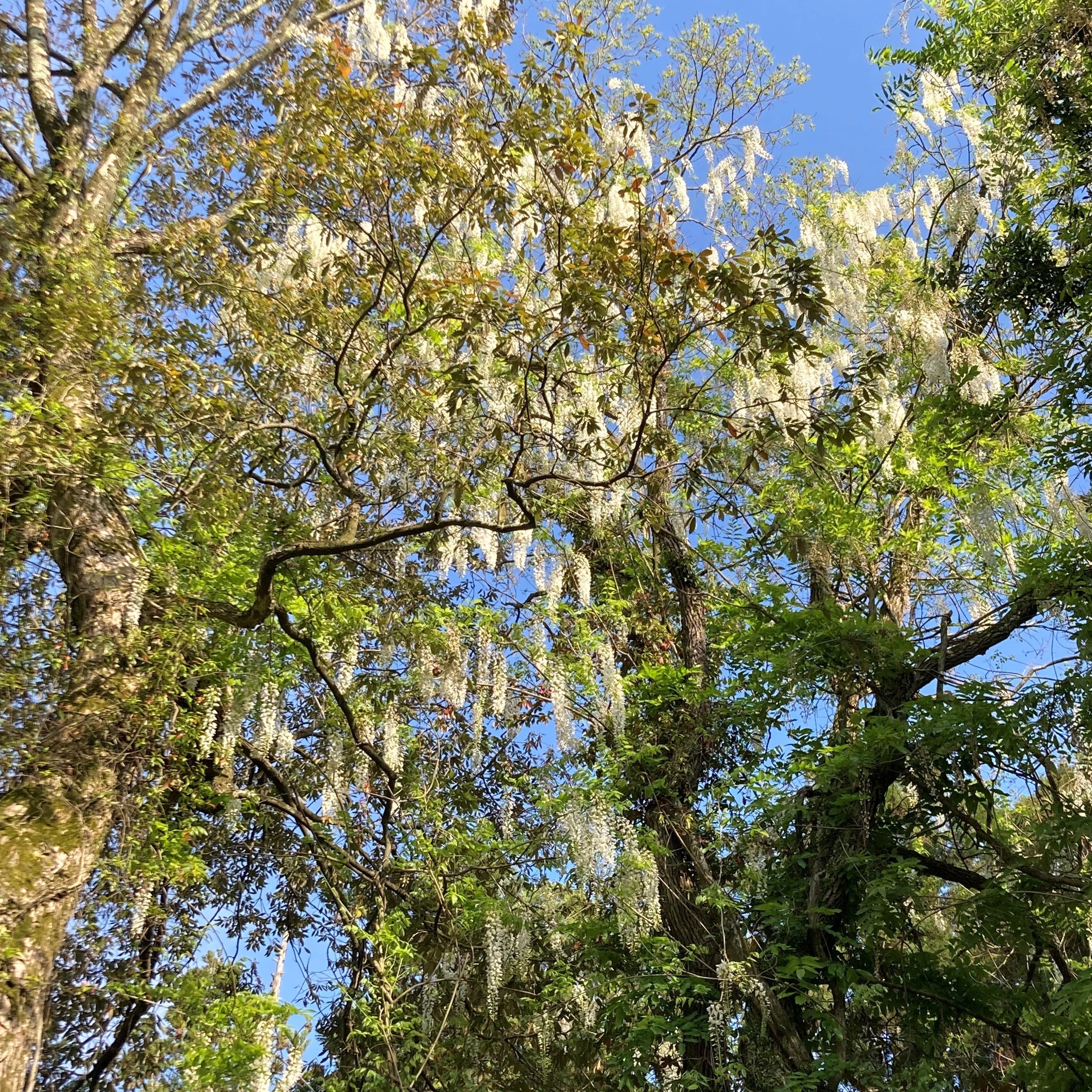 フジの開花状況 萬葉植物園 | 春日大社