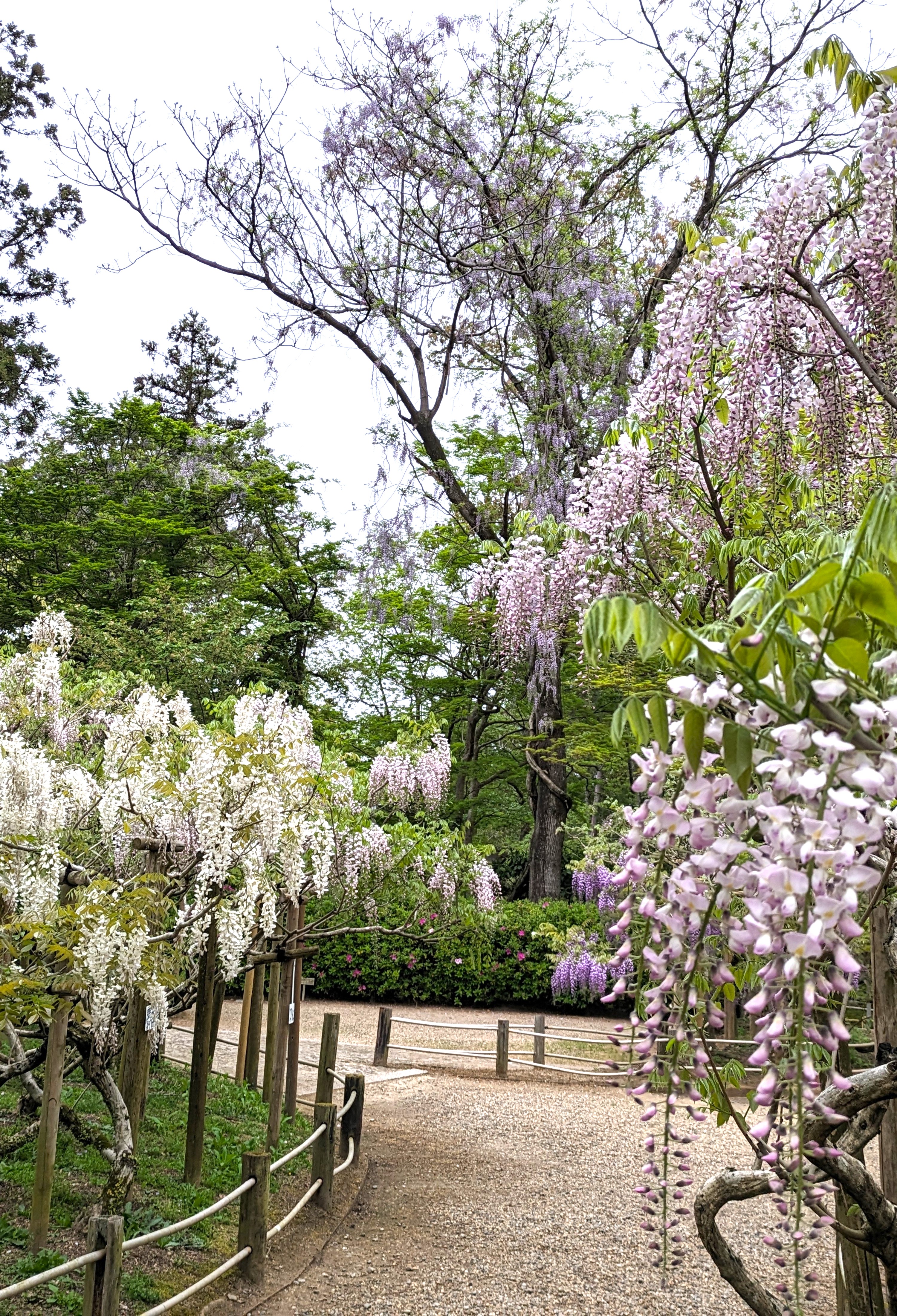 フジの開花状況 萬葉植物園 | 春日大社