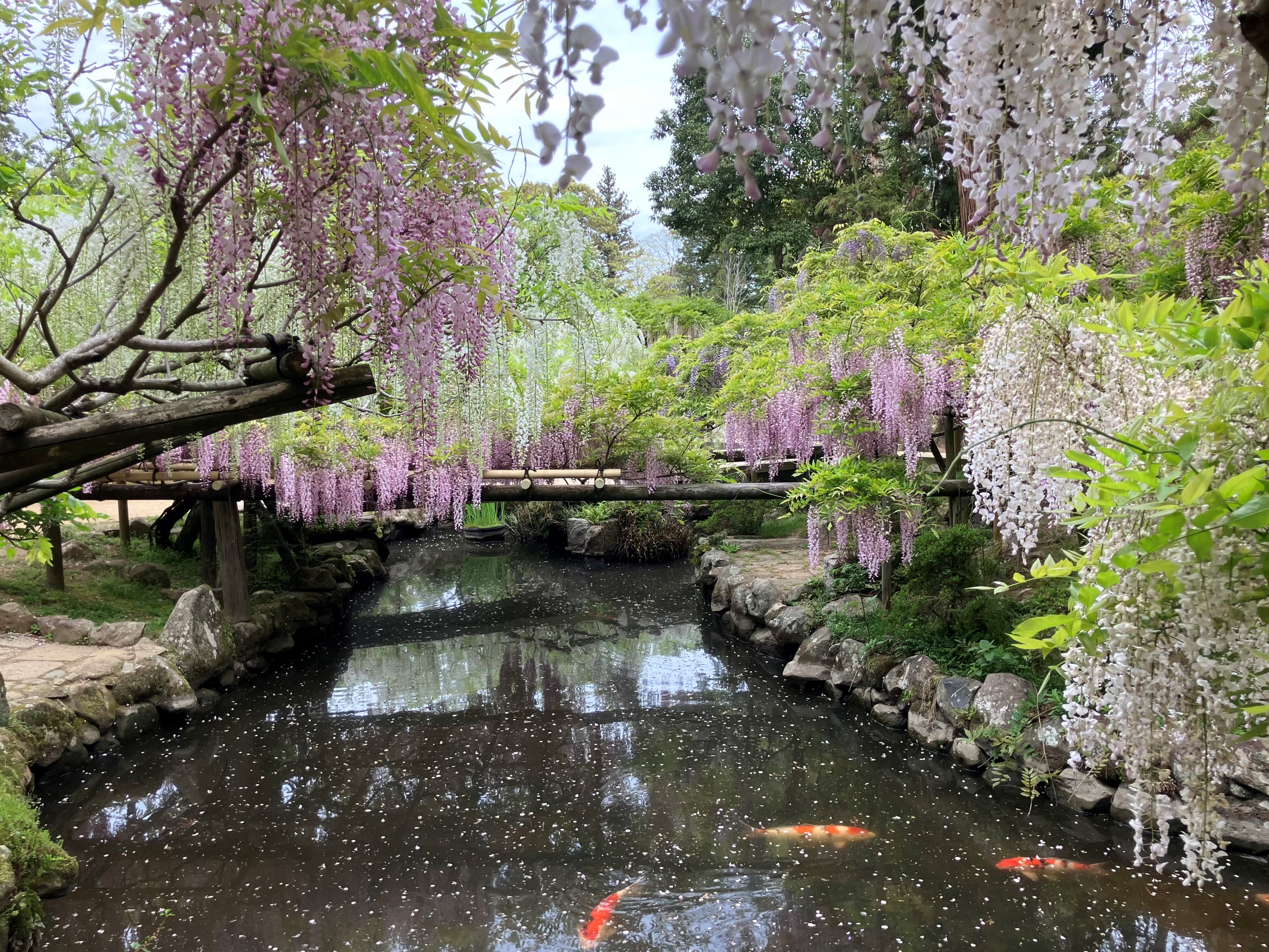 フジの開花情報 萬葉植物園（令和7年） | 春日大社