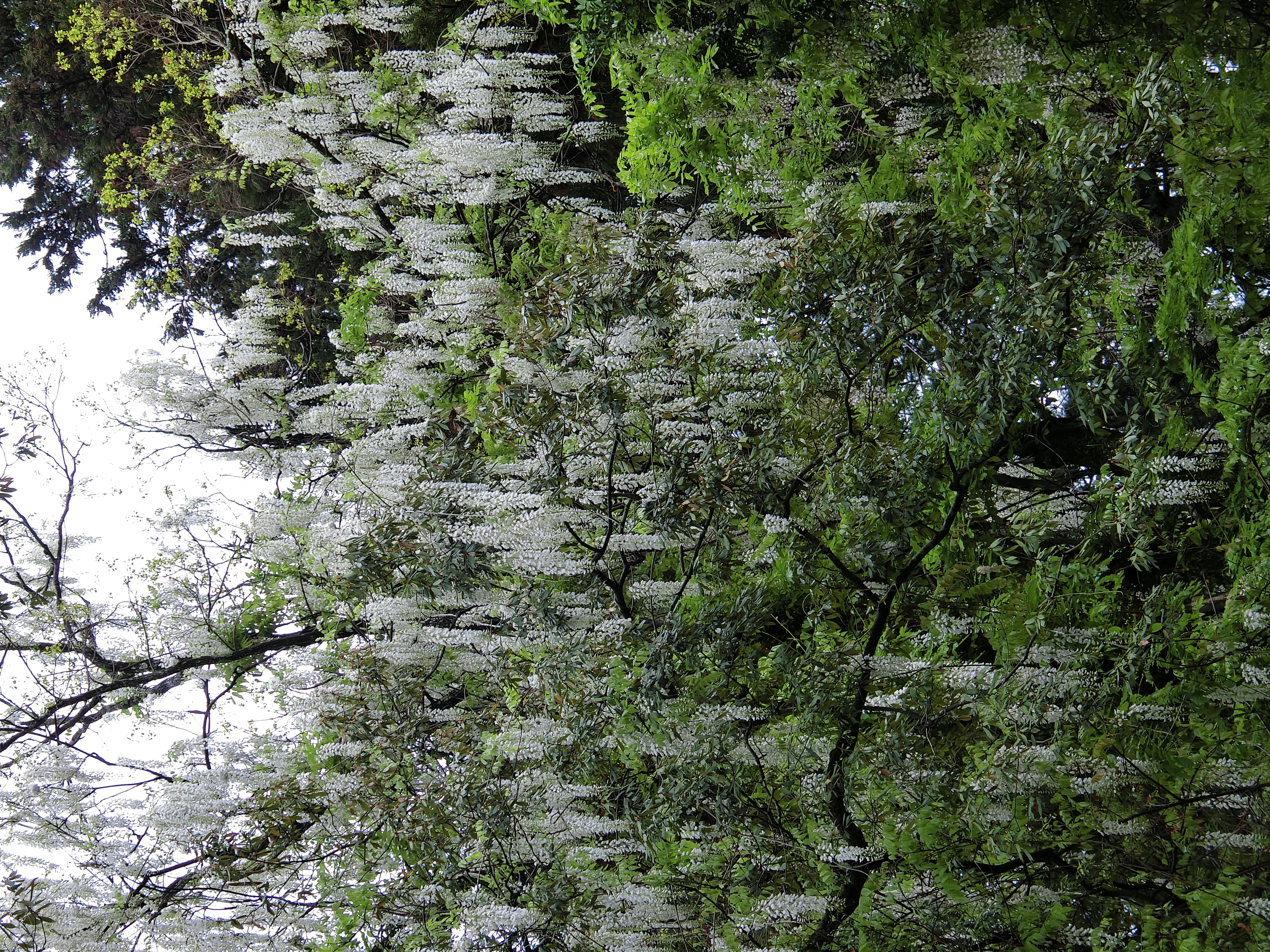 花　万葉集 花 万葉集 萬葉花集 袋（まんようかしゅう） – 三州総本舗オンライン